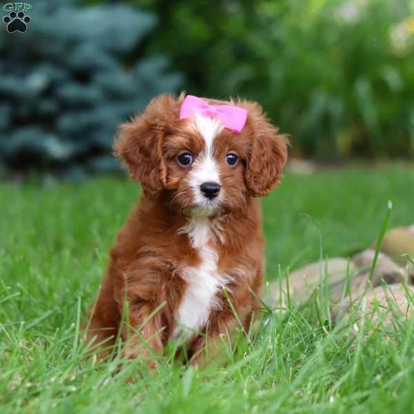 Summer, Cavapoo Puppy